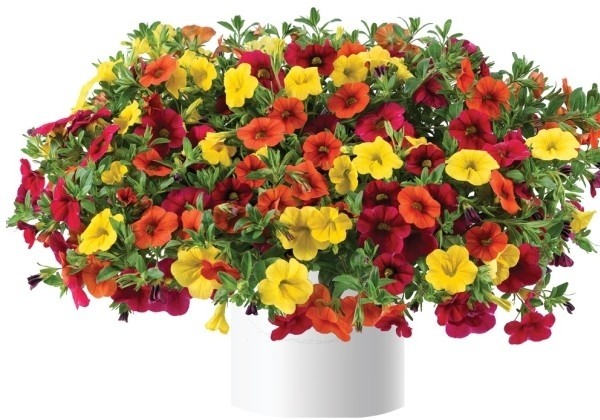 Puķu maisījums Calibrachoa Hot Fire