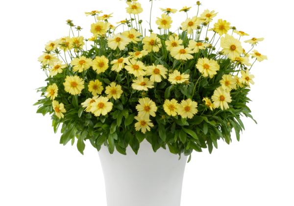 Coreopsis grandiflora Solanna Glow