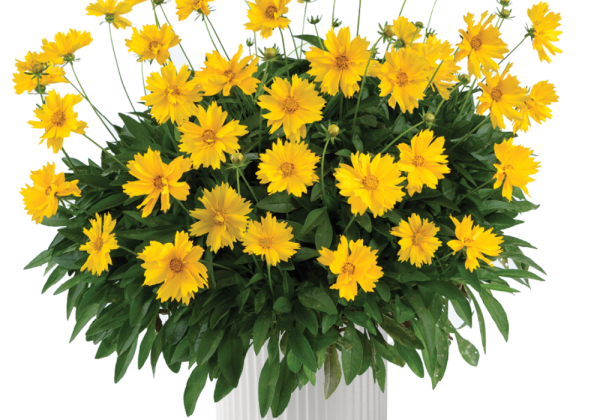 Coreopsis grandiflora Solanna Sunshine