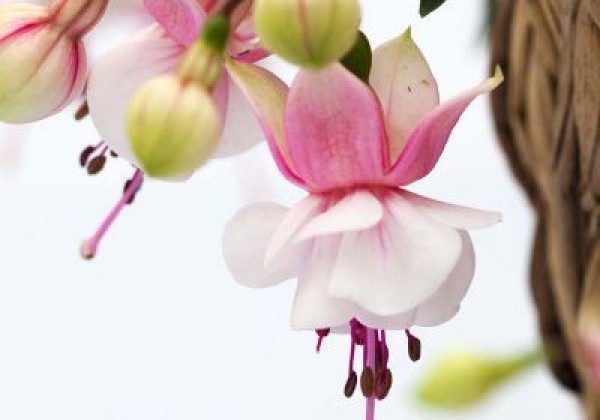 Fuchsia hybrida Summermelody Santapilar