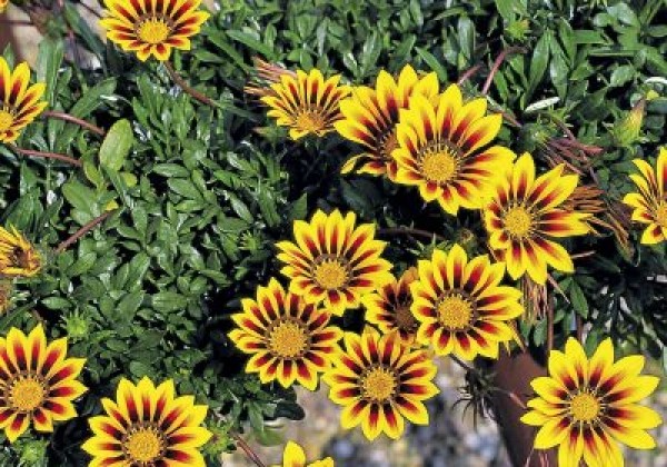 Gazania rigens Magic