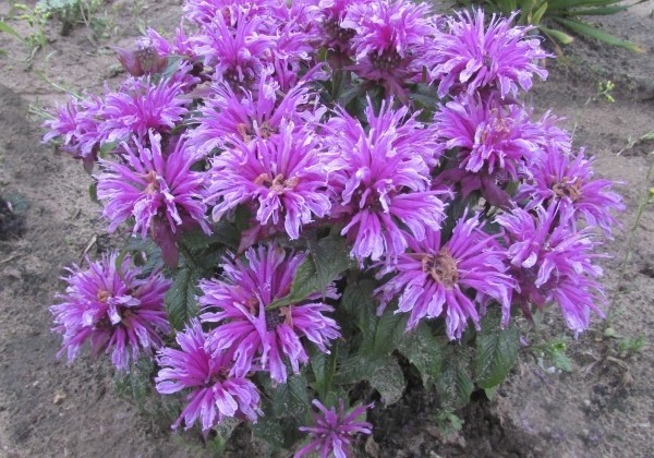 Monarda didyma Leading Lady Orchid