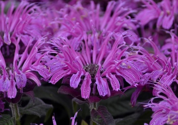 Monarda didyma Leading Lady Plum