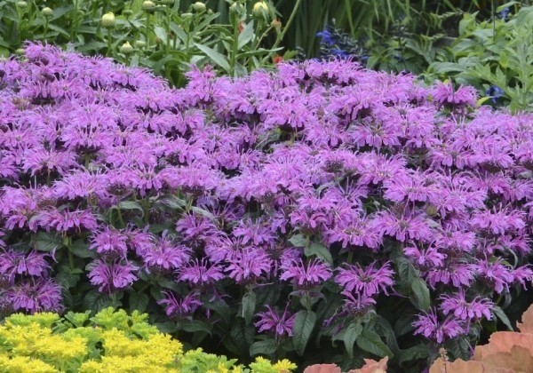 Monarda didyma Leading Lady Plum
