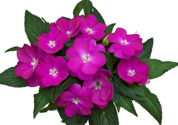 Impatiens Neu-Guinea Paradise Dark Moyo