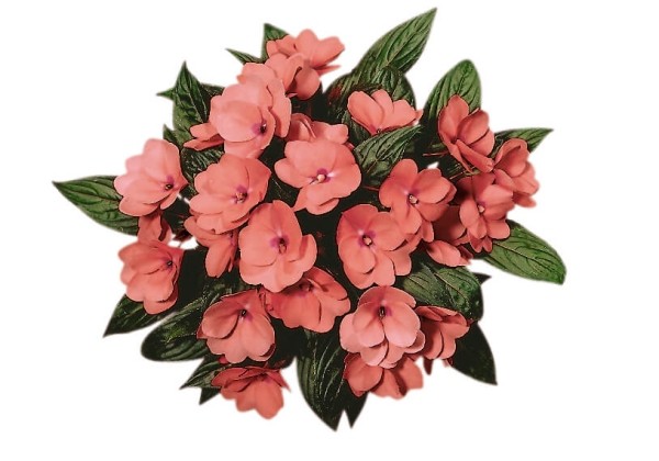 Impatiens Neu-Guinea Paradise Grenada