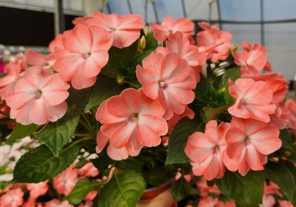 Impatiens Neu-Guinea Sol-Luna Prime Light Salmon