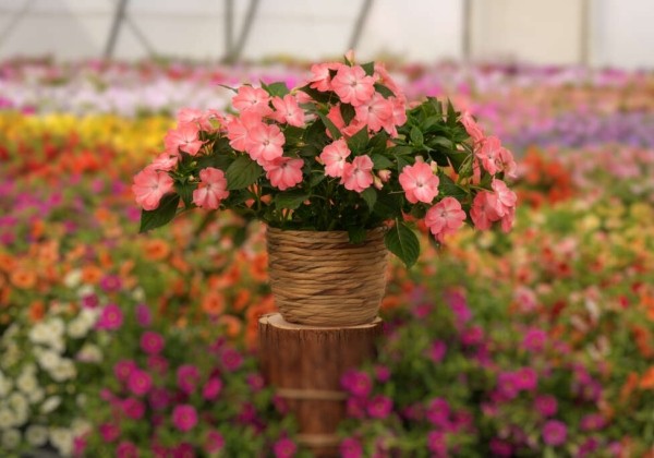 Impatiens Neu-Guinea Sol-Luna Prime Light Salmon