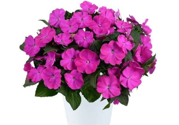 Impatiens Neu-Guinea Sol-Luna Prime Orchid