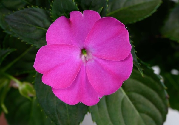 Impatiens Neu-Guinea Sol-Luna Prime Orchid
