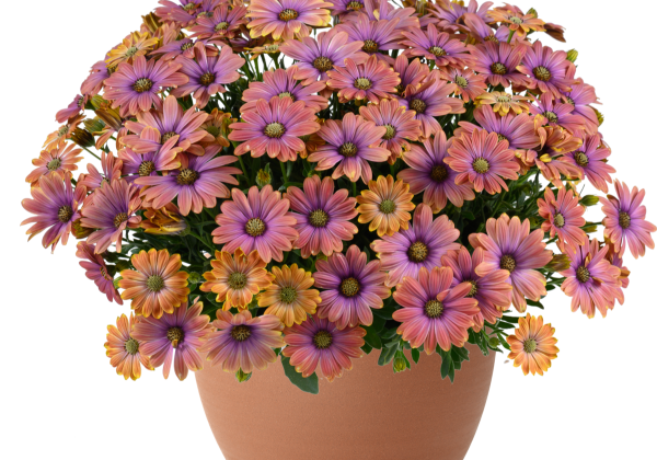 Osteospermum ecklonis Besties Dynamic Bicolor