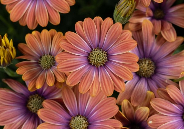 Osteospermum ecklonis Besties Dynamic Bicolor