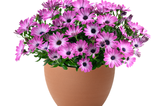 Osteospermum ecklonis Besties Optimistic Pink
