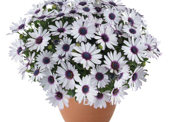 Osteospermum ecklonis Besties Trusty Amethyst