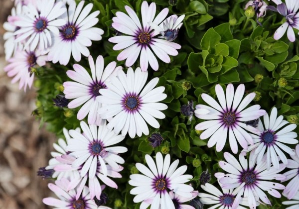 Osteospermum ecklonis Besties Trusty Amethyst