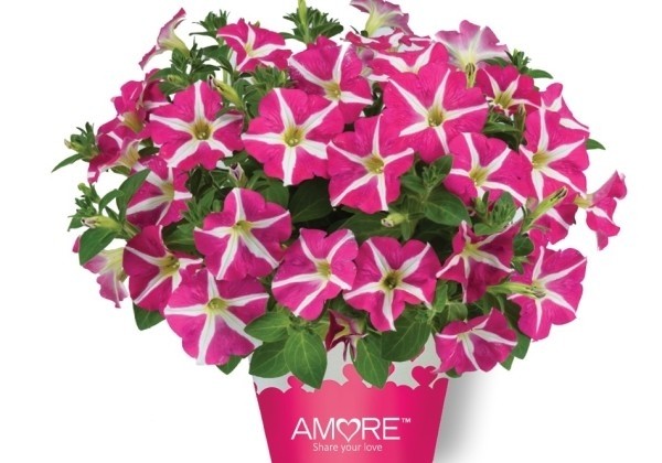 Petunia atkinsiana Amore Pink Heart (12 cm)