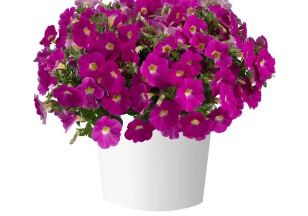 Petunia atkinsiana Cascadias Rose (12 cm)