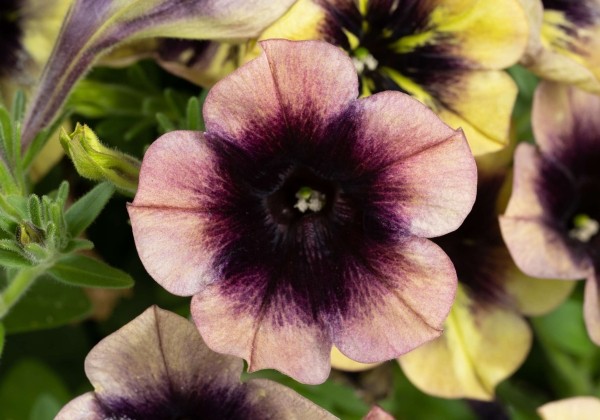 Petunia atkinsiana Ray Shadow