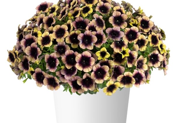 Petunia atkinsiana Ray Shadow