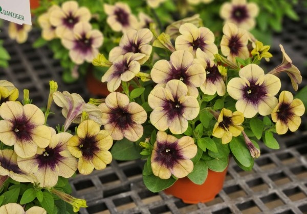 Petunia atkinsiana Ray Shadow