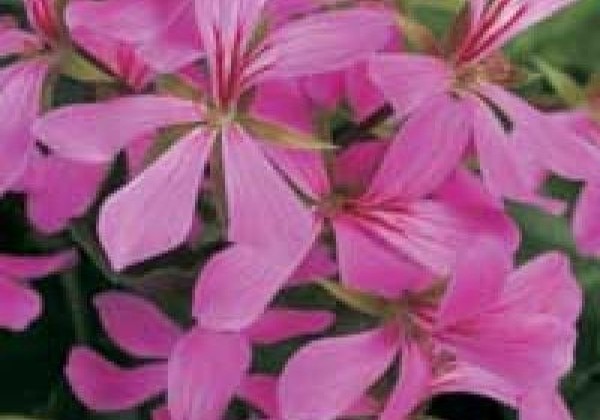 Pelargonium peltatum Decora Lila
