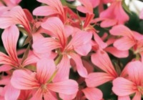 Pelargonium peltatum Decora Rosa (12 cm)