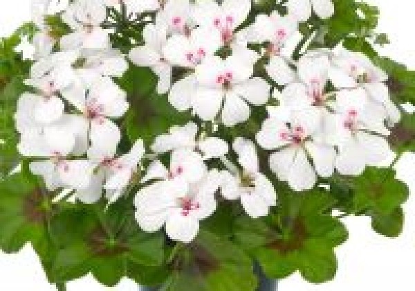 Pelargonium peltatum Sunny Girls White