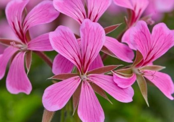 Pelargonium peltatum Ville de Paris Lila