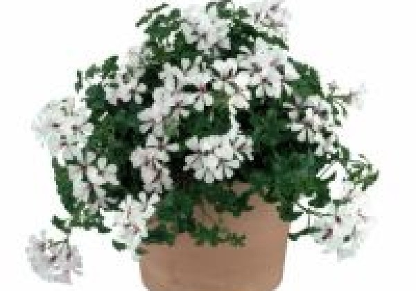 Pelargonium peltatum Ville White Polar