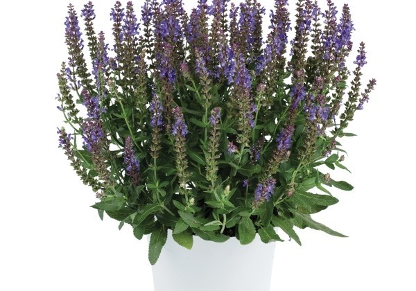 Salvia nemorosa APEX Blue