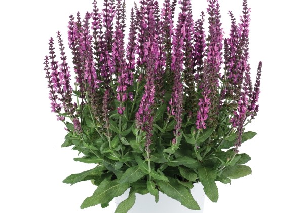 Salvia nemorosa APEX Pink