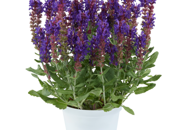 Salvia nemorosa Dark Matter