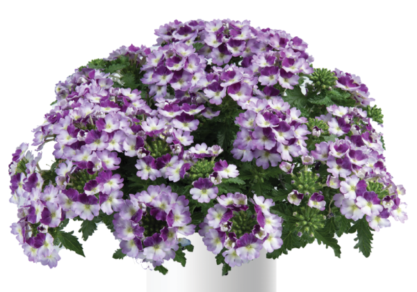 Verbena hybrida Vanessa Compact Bicolor Purple