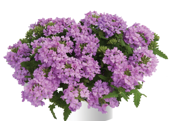Verbena hybrida Vanessa Compact Lavender