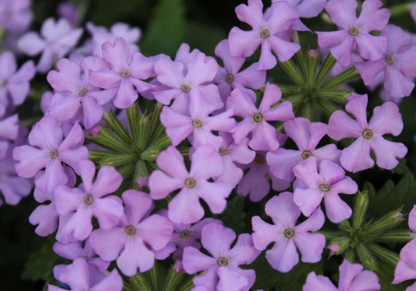 Verbena hybrida Vanessa Compact Lavender