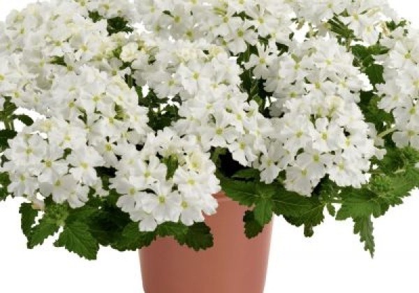 Verbena hybrida Vanessa Compact White