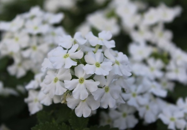 Verbena hybrida Vanessa Compact White