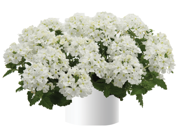 Verbena hybrida Vanessa Compact White
