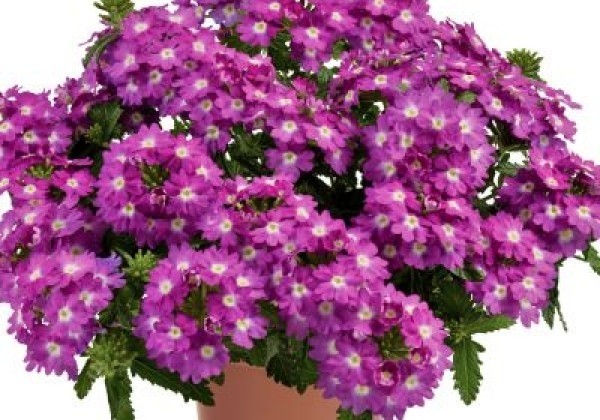 Verbena hybrida Vanessa Compact Violet