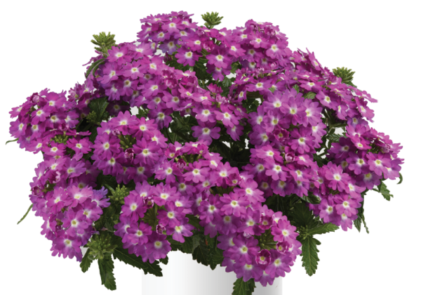 Verbena hybrida Vanessa Compact Violet