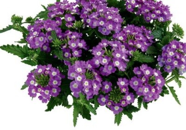 Verbena hybrida Vanessa Compact Optik Lavender