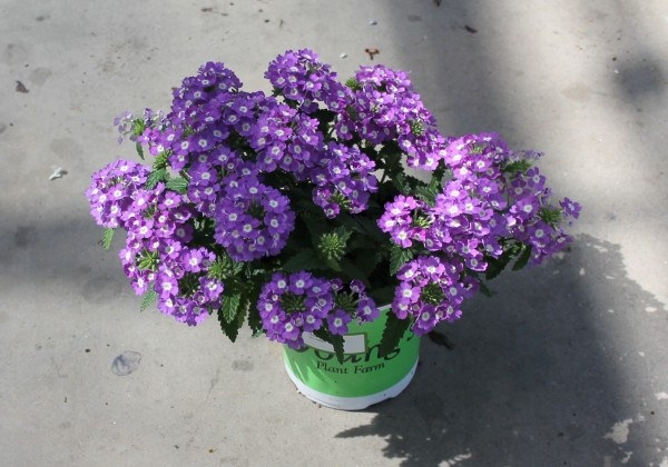 Verbena hybrida Vanessa Compact Optik Lavender
