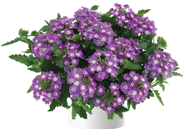 Verbena hybrida Vanessa Compact Optik Lavender