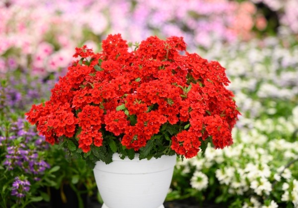 Verbena hybrida Vanessa Compact Hot Red