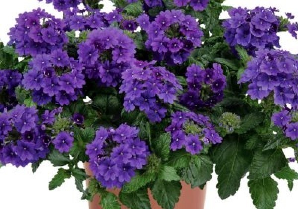 Verbena hybrida Vanessa Purple