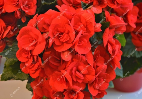 Begonia Barkos kolekcija Baladin