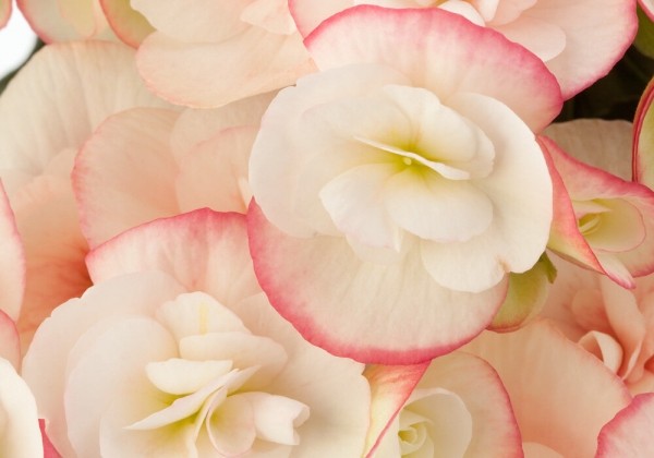 Begonia Ilonas kolekcija Camilla