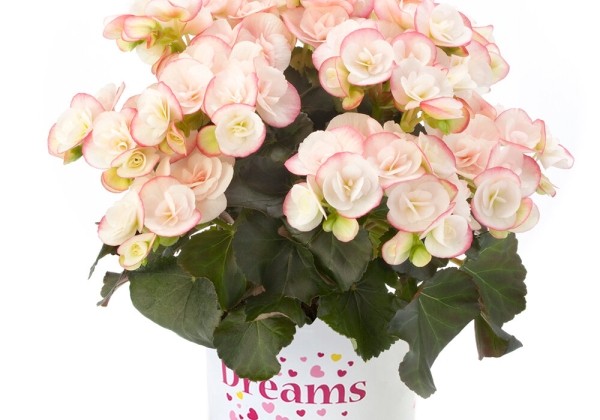 Begonia Ilonas kolekcija Camilla