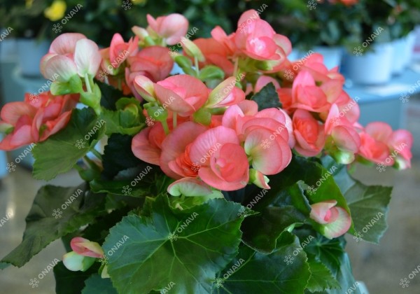 Begonia Ilonas kolekcija Dark Netja
