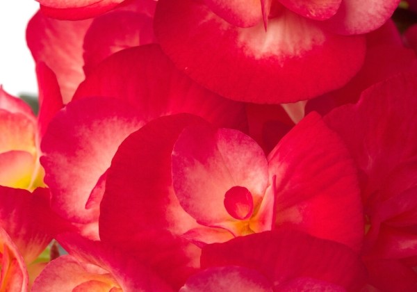 Begonia Ilonas kolekcija Peggy